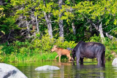 Horses in a lake