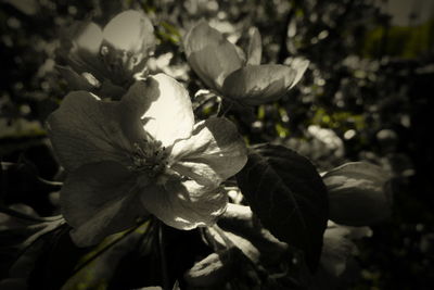 Close-up of flowering plant