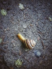 High angle view of snail on rock