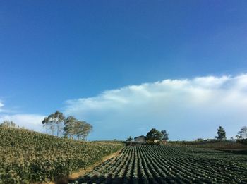 Scenic view of field against cloudy sky