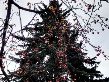 Low angle view of christmas tree against sky