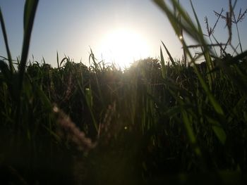 Close-up of plants against sky during sunset