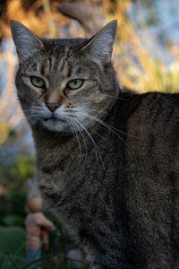 Close-up portrait of a cat