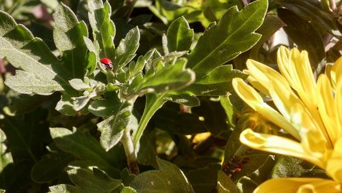 Close-up of yellow flowers