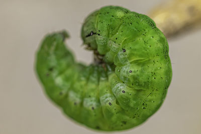 Close-up of green fruit against white background