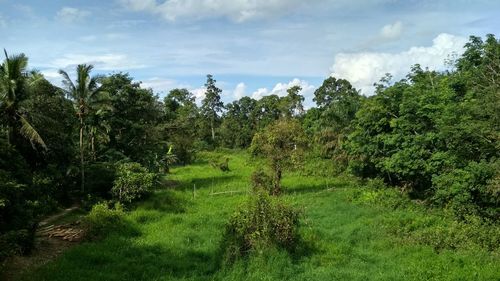 Trees on field against sky