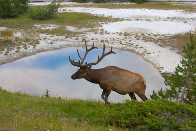 Yellowstone national park, usa