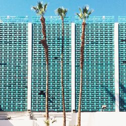 Low angle view of palm trees against blue sky