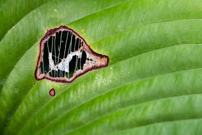 Close-up of green leaves