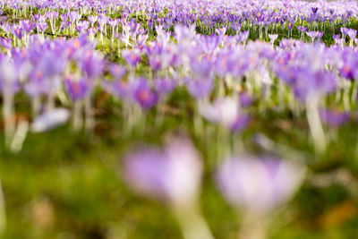 Close-up of purple crocus blooming on field