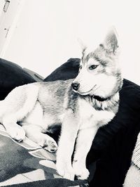 Close-up of a dog resting on sofa