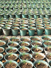 High angle view of potted plants