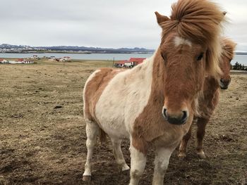 Horse standing in a field