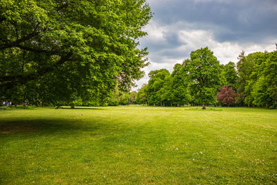 Trees on field against sky