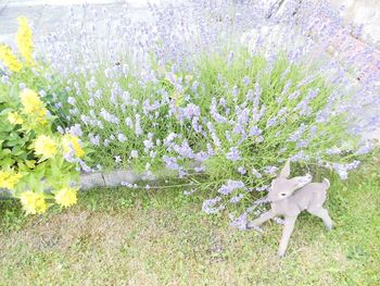 View of white flowering plants on field