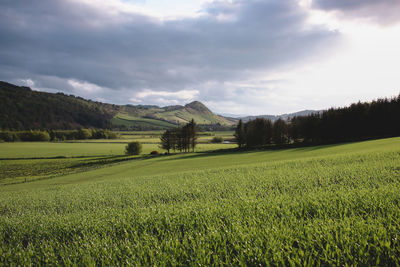 Scenic view of field against sky