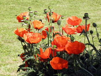 Close-up of poppy flowers growing in field
