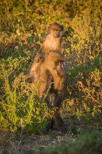 Chacma baboon carrying its young on shoulder