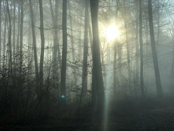 Sunlight streaming through trees in forest