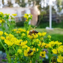 Close-up of bee pollinating on yellow flower