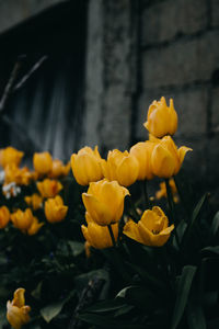 Close-up of yellow flowering plant