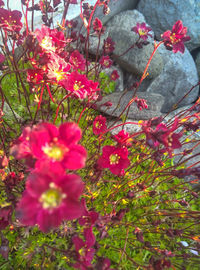 Close-up of red flowers blooming outdoors