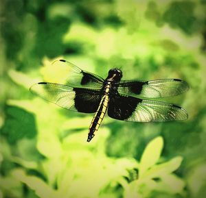 Close-up of an insect against blurred background