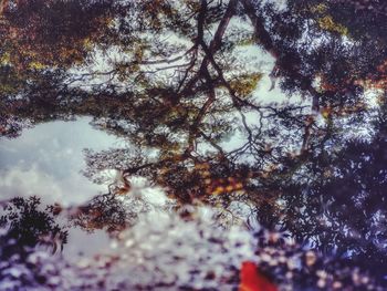 Low angle view of trees against sky