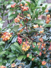 Close-up of fruits growing on tree