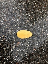 Close-up of yellow leaf on the ground