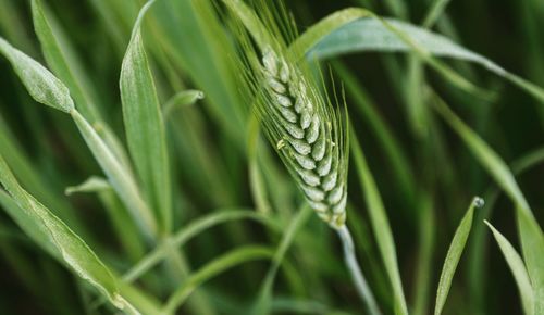 Close-up of crops growing on field