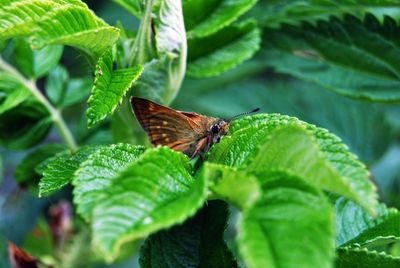Butterfly on leaf