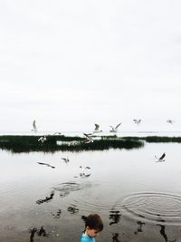 View of birds in water