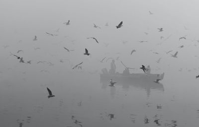 Flock of birds flying over sea