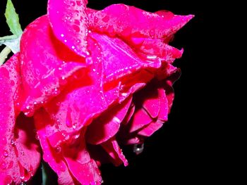 Close-up of wet pink rose flower