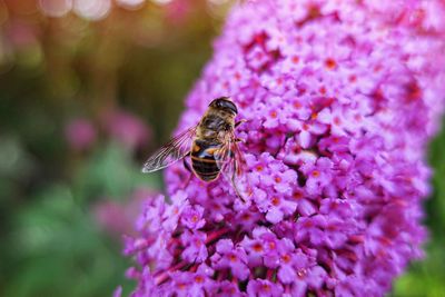 Close-up of bee on purple flower