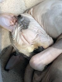 High angle view of animal sleeping