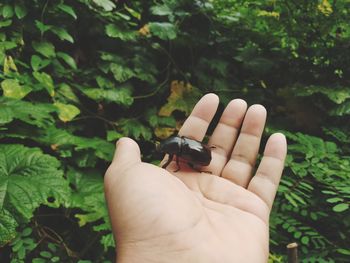 Cropped image of person holding hand against plants