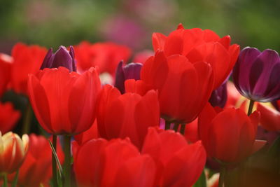 Close-up of red tulips in field