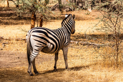 Zebra standing on field