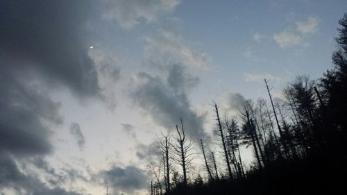 Low angle view of trees against cloudy sky