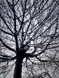 Low angle view of bare trees against sky