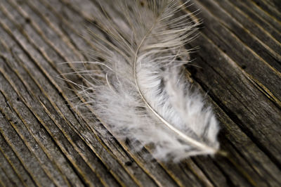 Close-up of feather on old plank