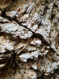 Full frame shot of tree trunk