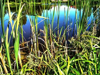 Plants growing in lake