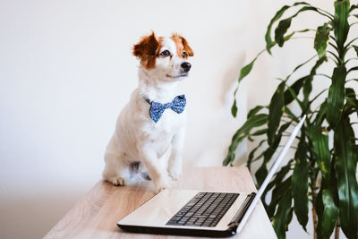 View of a dog looking at camera