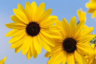 Close-up of yellow sunflower against sky