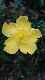 Close-up of yellow flowering plant