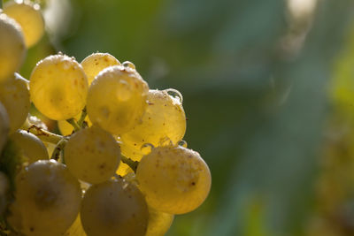 Close-up of fruit growing on plant