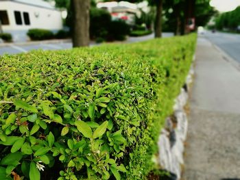 Close-up of fresh green leaves on road